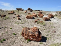 Petrified Wood